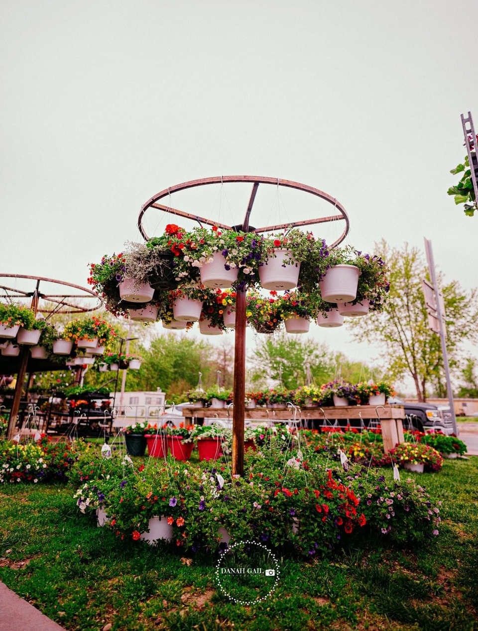 Hanging flower baskets on sale at Wildflower Grove Outdoor hanging flower baskets on sale at Wildflower Grove